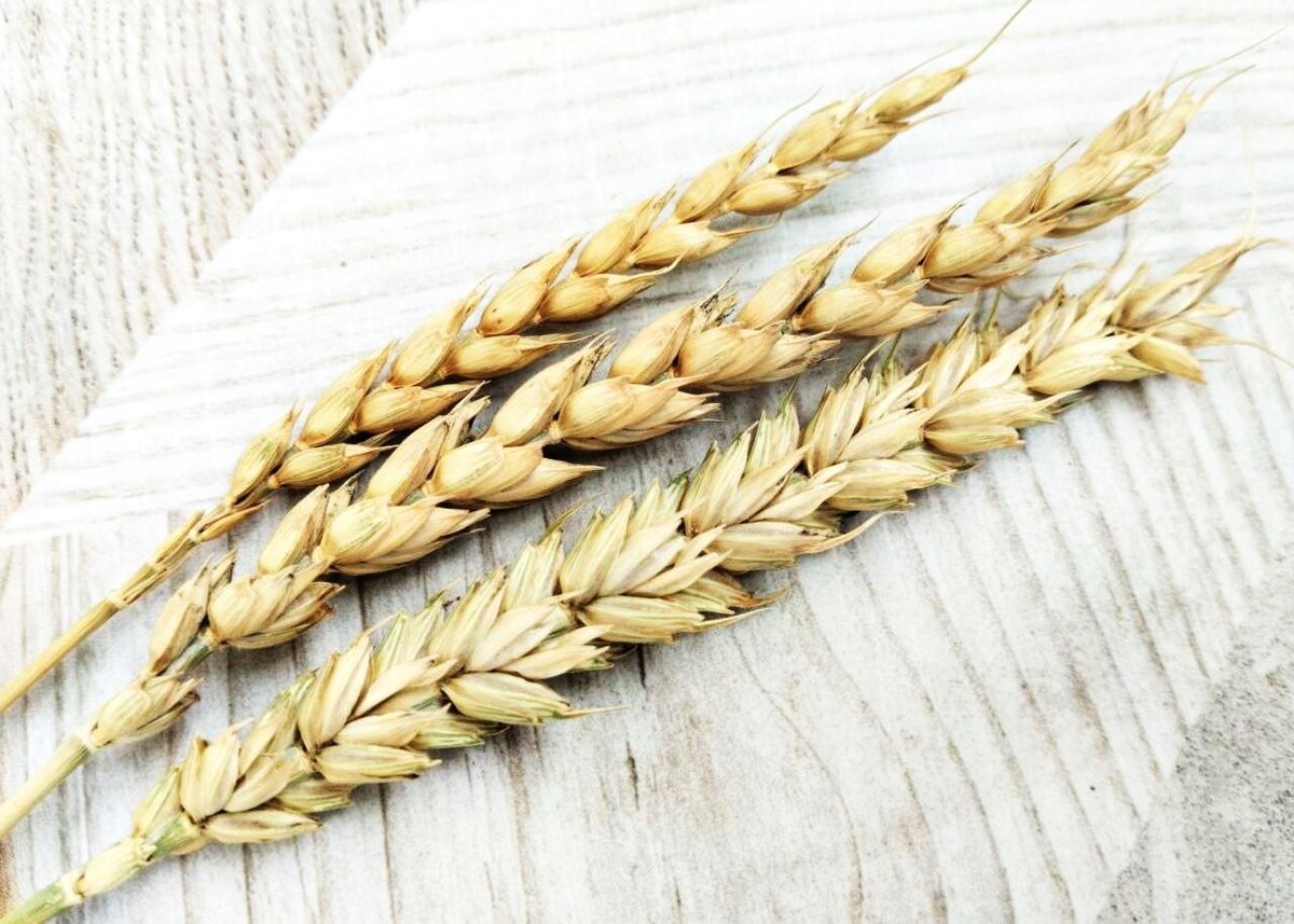 Фото: АПК Новости