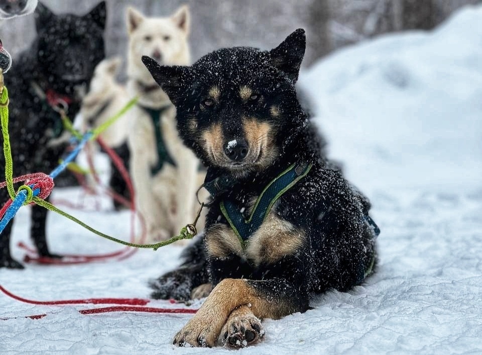 Лейтенант Кофе - Аляскинский Хаски питомника "Серебро Севера"