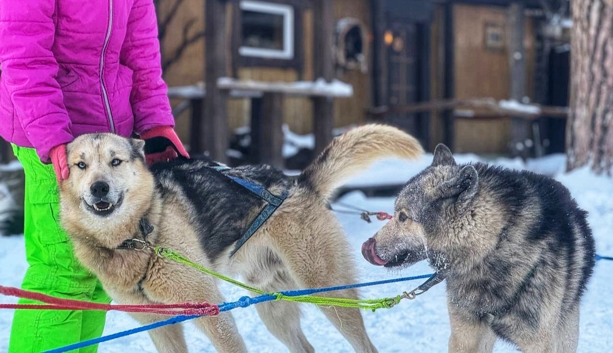 Варди и Буб - Аляскинские Хаски питомника "Серебро Севера"