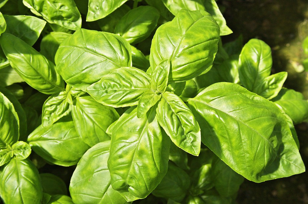 Фото: funadium / Wordpress.org / openverse