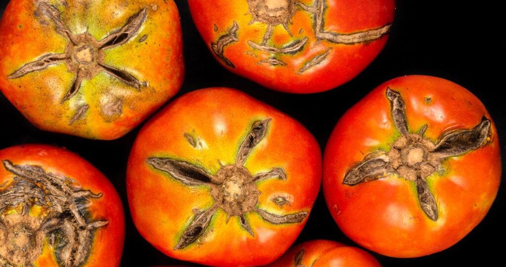 Если у томатов появляются трещины у основания (плодоножки)