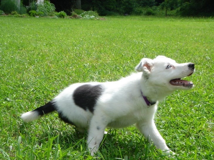    Чейзер в детстве /akc.org