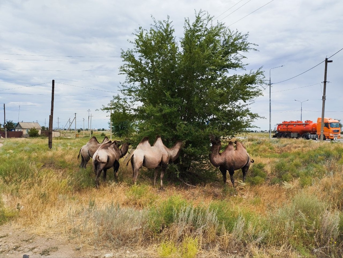 Верблюды мирно обедают