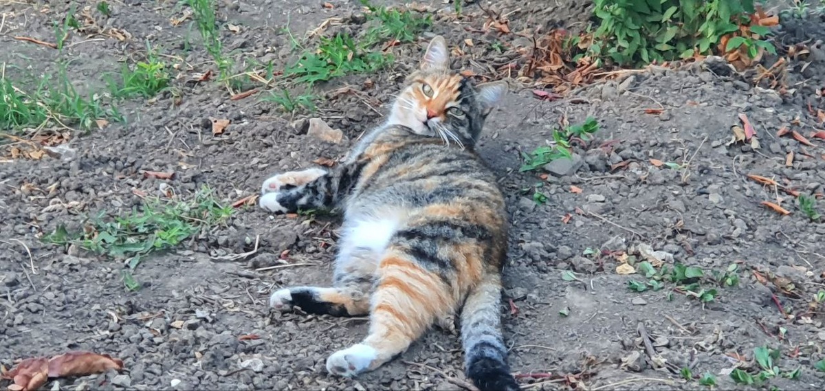 Кошка Алиска