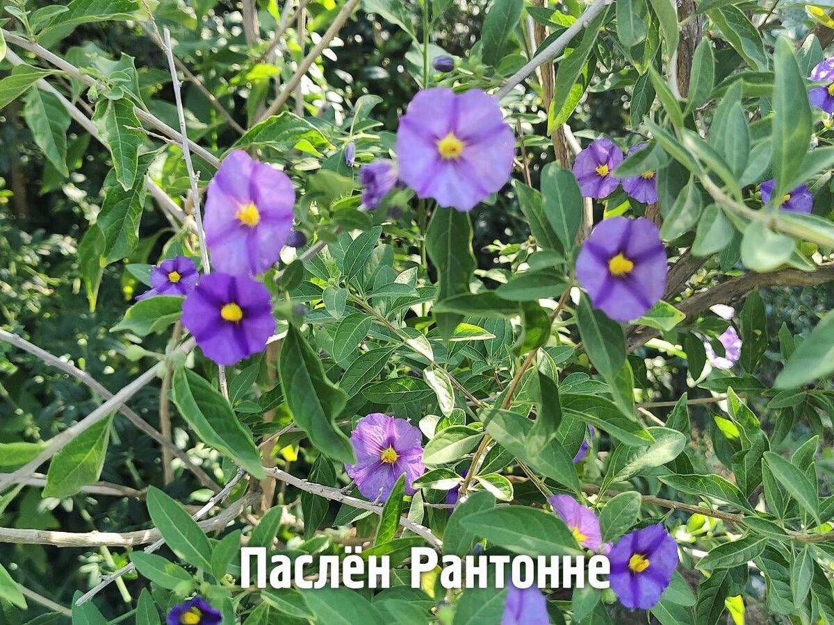    Фото: пресс-служба Сочинского нацпарка