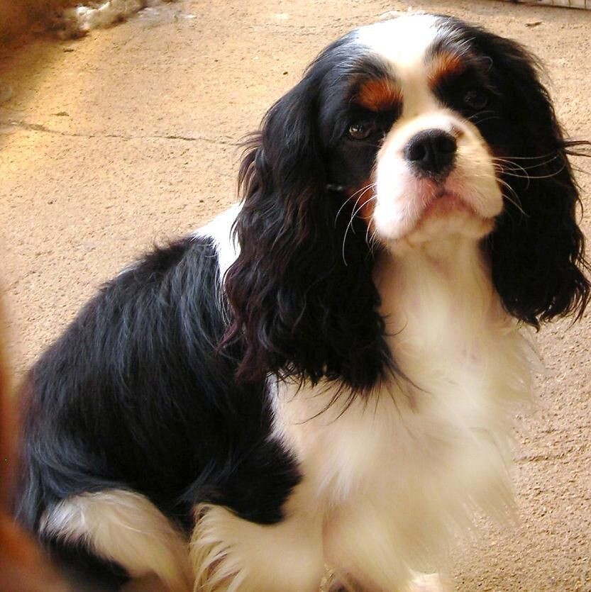 Вот такие небольшие и очень милые собаки этой породы