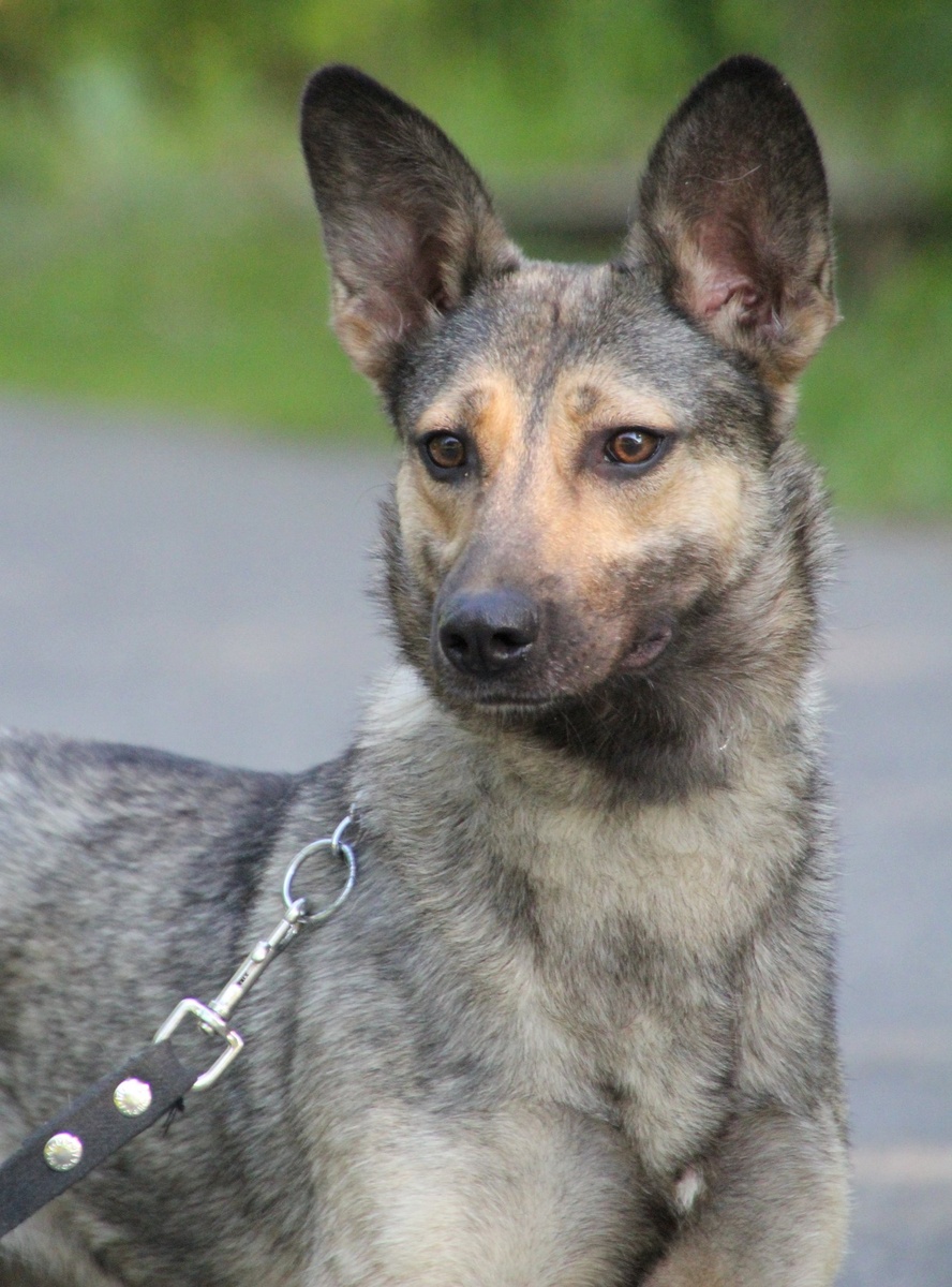 Что опять случилось?? (Ариша дома и её нигде не оставляют)