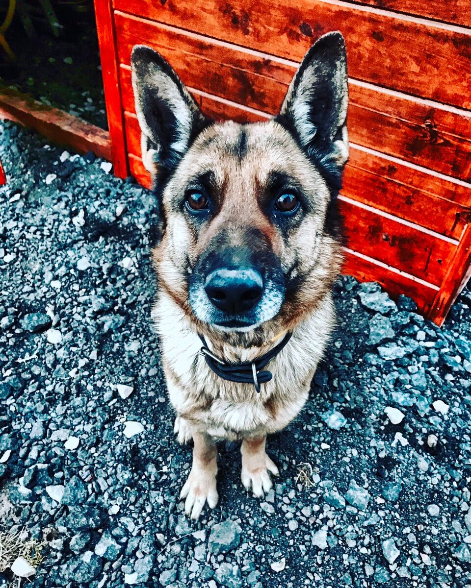 Рада. Ухо в порядке 