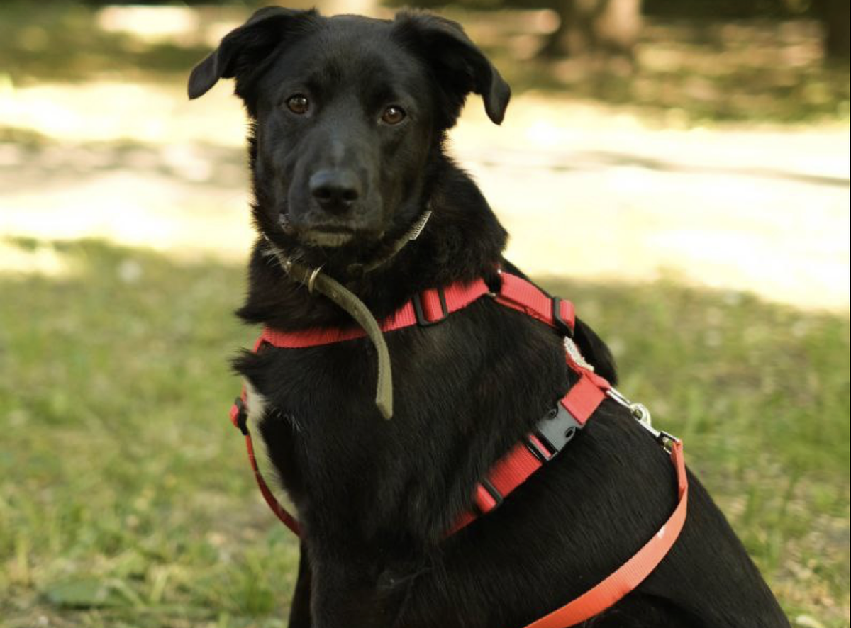 На фото подопечные приюта "Пушдомик"