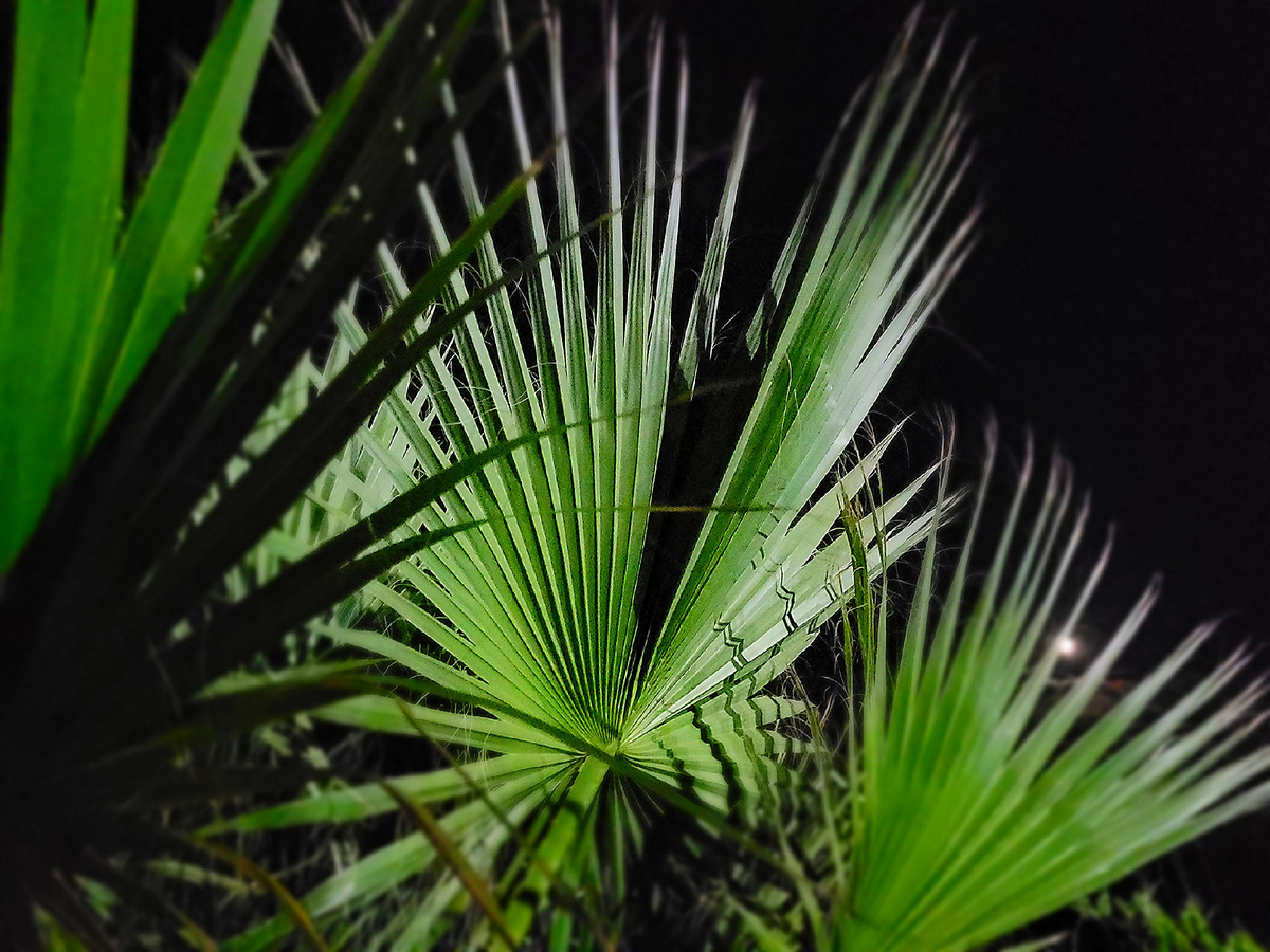 В первый день нашего приезда, чтобы не терять этот вечер полностью, мы всё-таки решили прогуляться по пляжу в 12.00 ночи. Скажу так - это очень опасно и никогда не совершайте прогулки в полном одиночестве, тем более на пляже ночью. Ни камеры видеонаблюдения, никто не сможет найти так быстро пропавшего человека. А тем более виновника пропавшего.