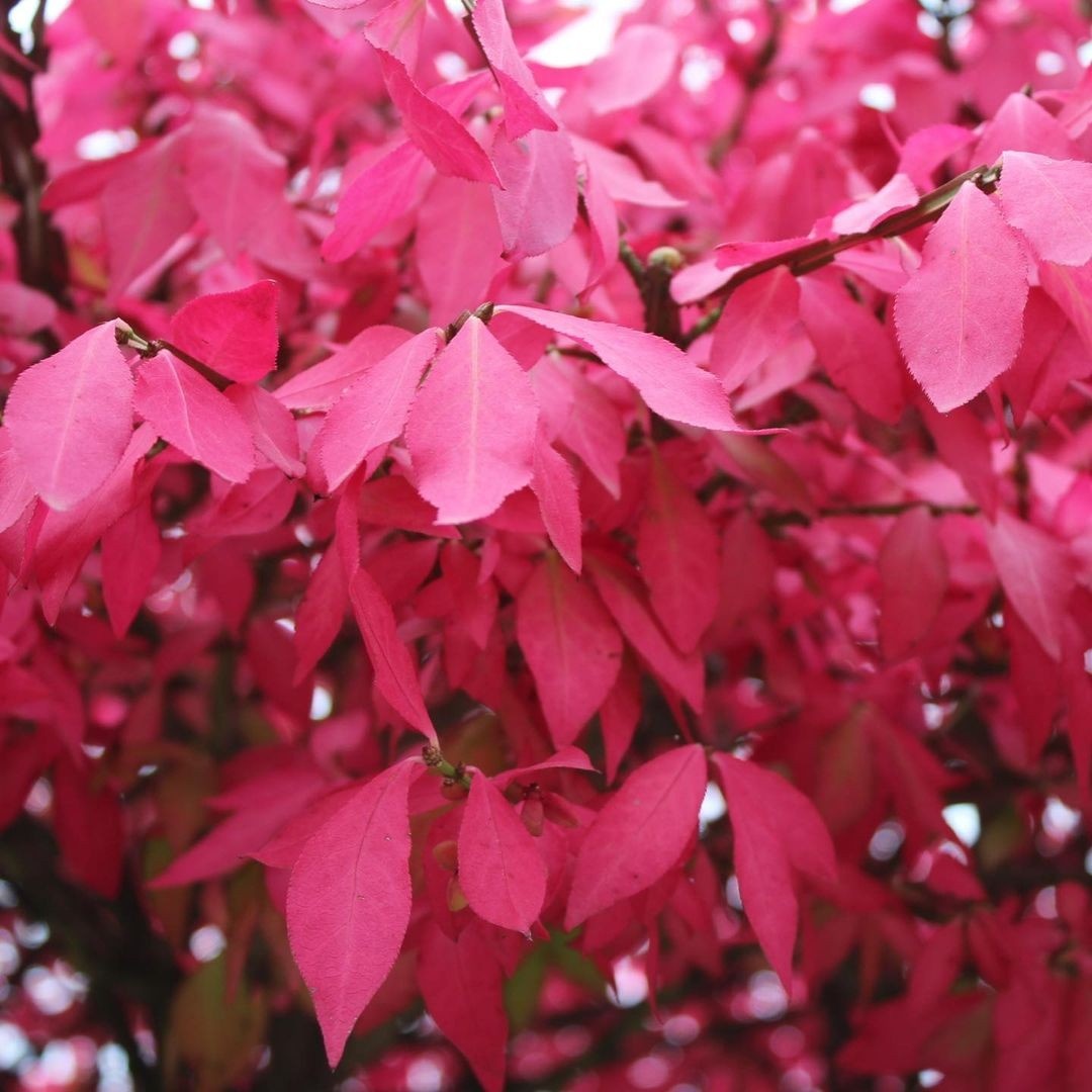    Соцсети компании kaverino_pitomnik