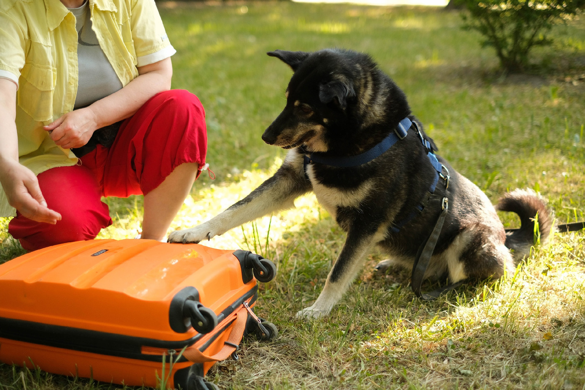 На фото подопечные приюта "Пушдомик"