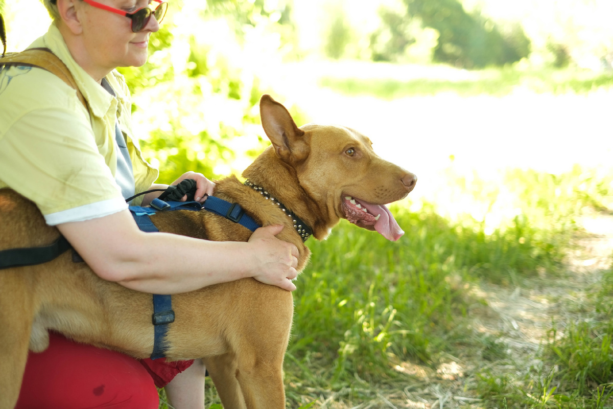 На фото подопечные приюта "Пушдомик"