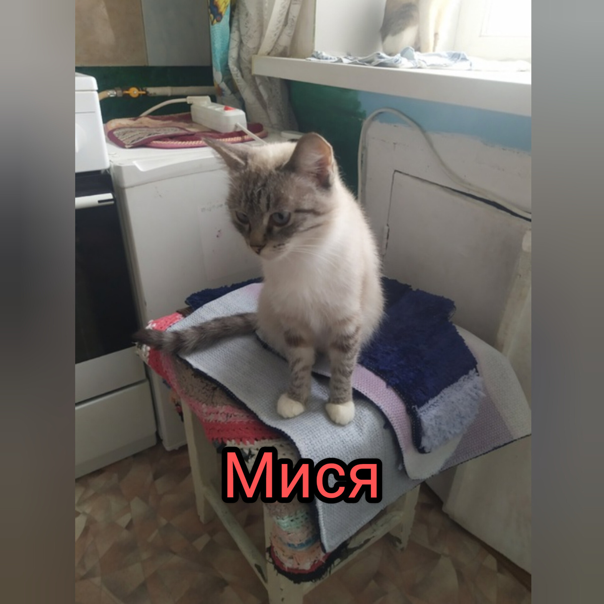 Десятки пристроеных, и десятки оставшихся...