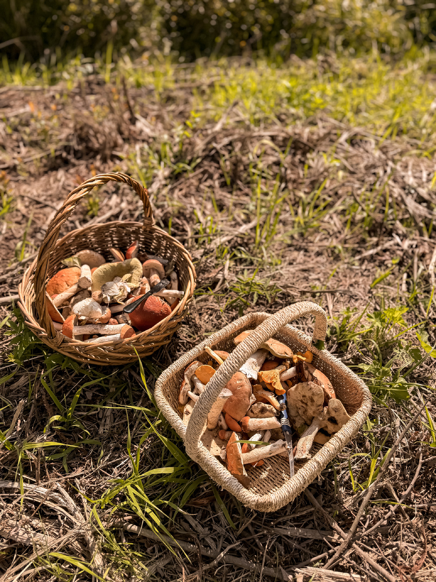 Грибители август 2024