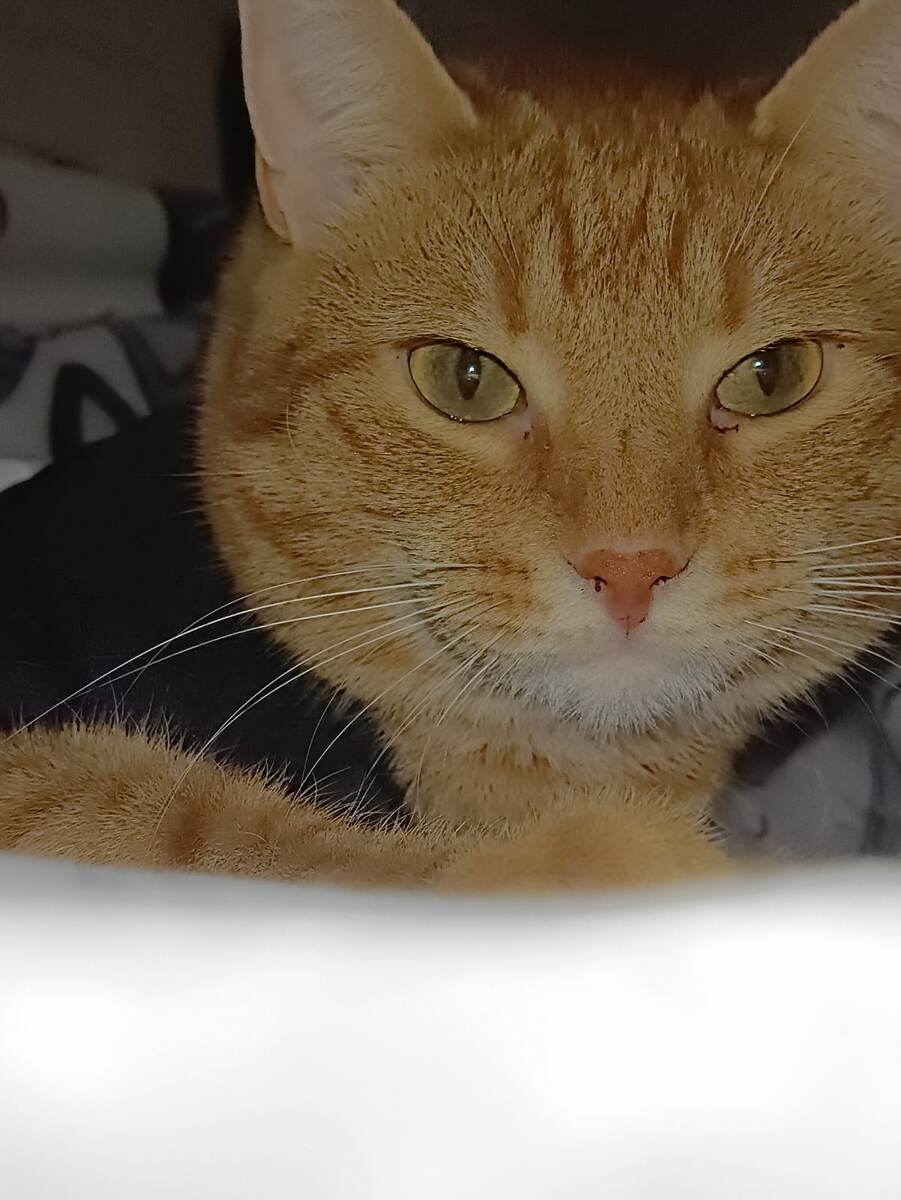Опять котейка мой