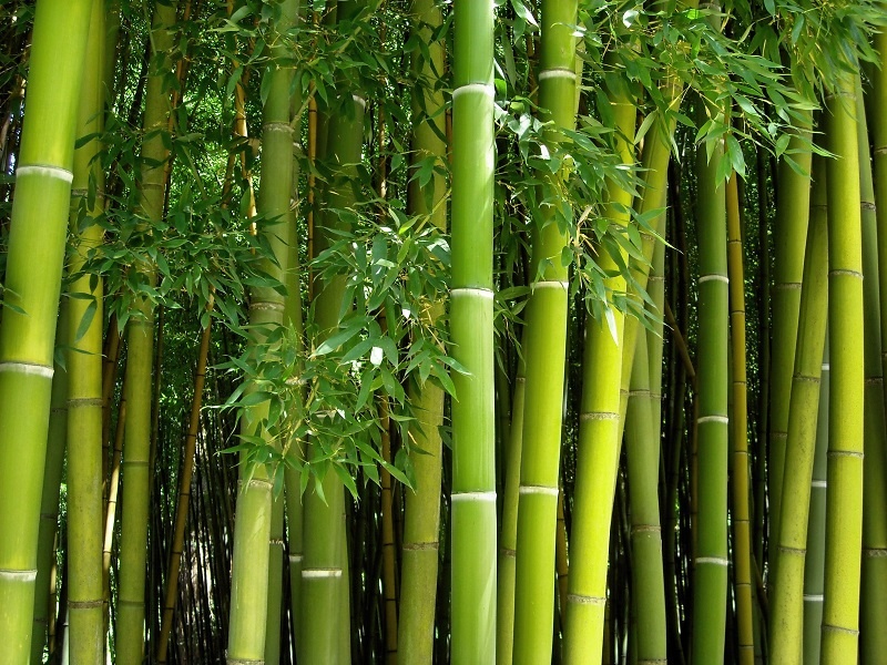 В мире насчитывается около 1500 видов бамбука. Его можно встретить на всех материках, кроме Антарктиды.