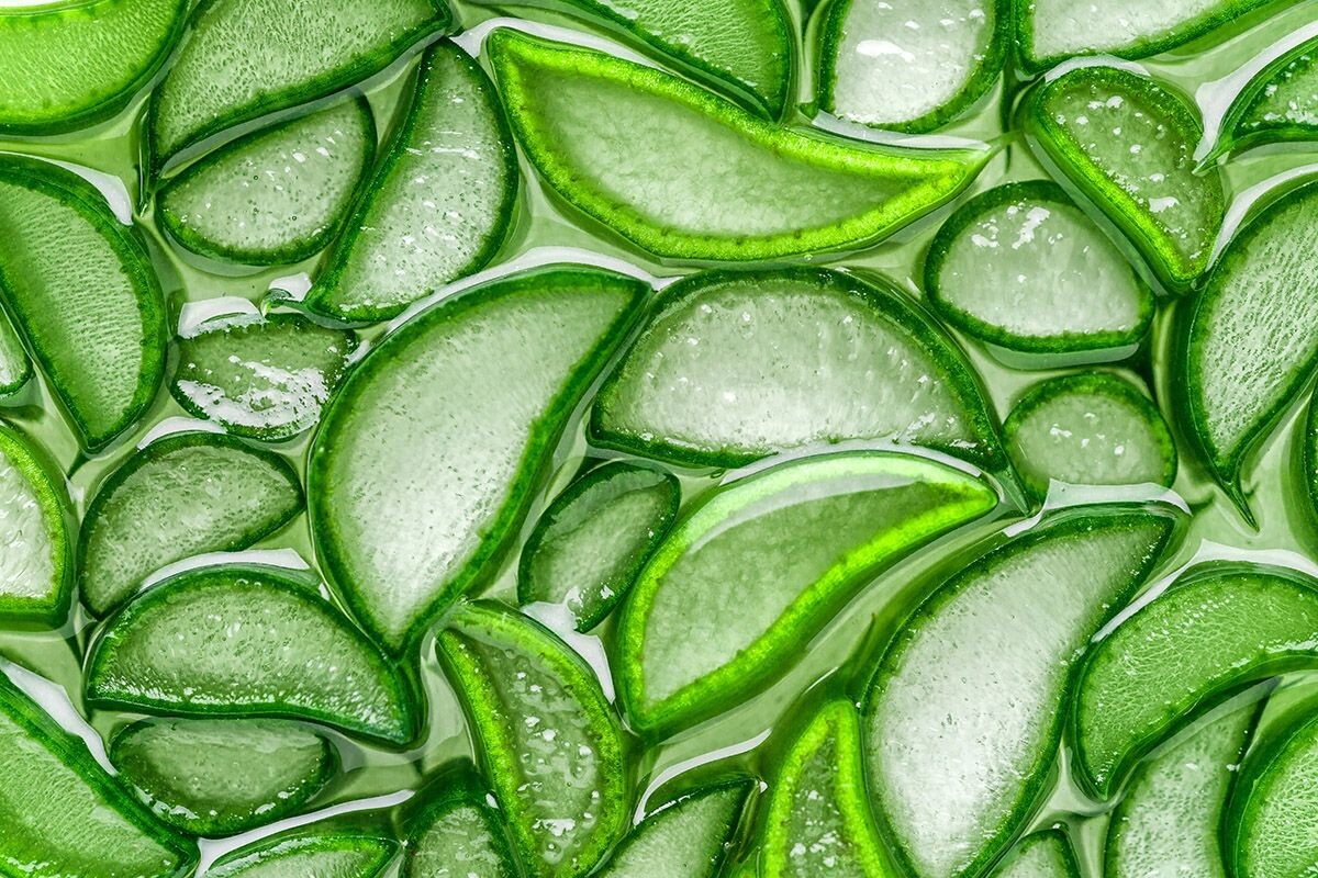 Листья суккулента — источник полезного сока алоэ. Источник: Shutterstock📷
