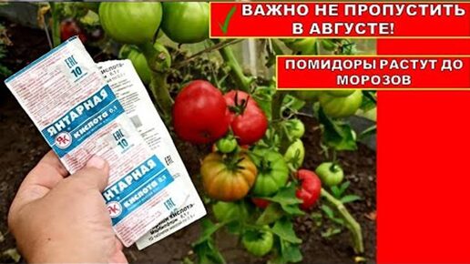 Подкормка томатов в теплице во время плодоношения. Подкормка томатов в теплице во время плодоношения