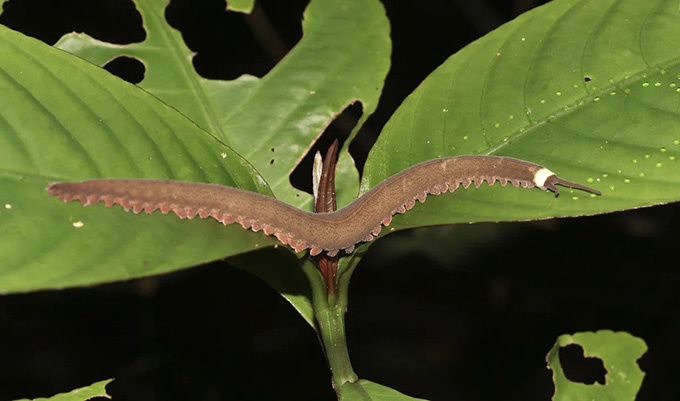 Онихофора Oroperipatus tiputini в естественной среде обитания. Фото: Pedro Peñaherrera R. 