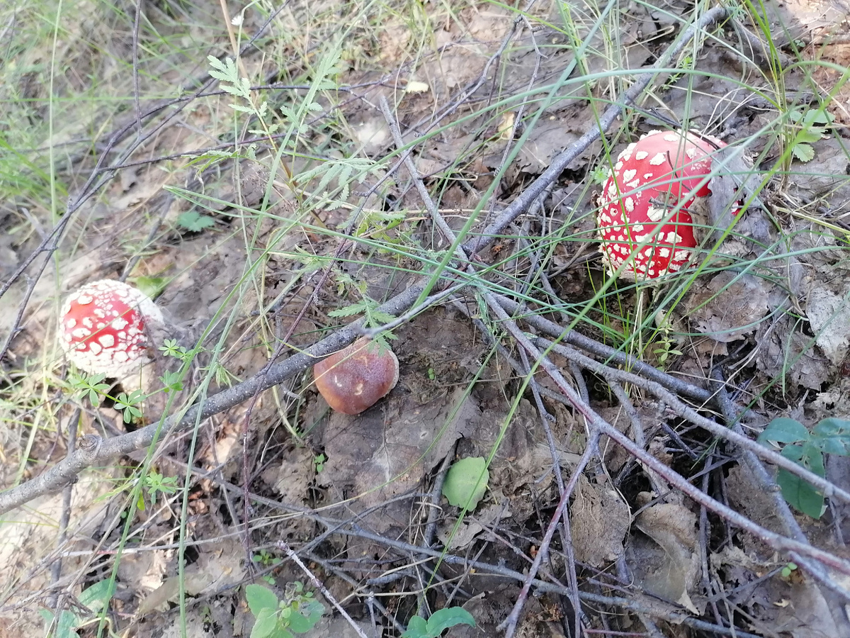 Как же без красивых мухаморов