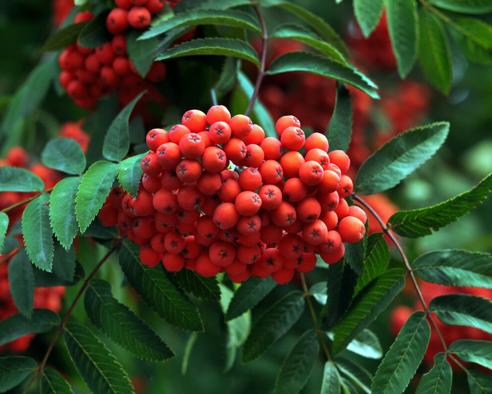 Рябина обыкновенная (Sórbus aucupária).