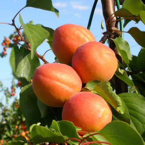 Абрикос Faralia