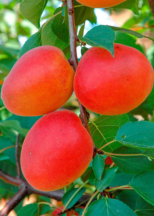 Абрикос Фаралия