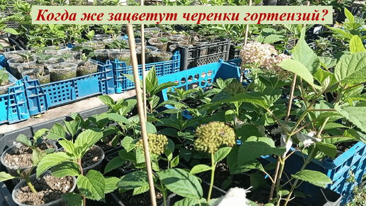 🌳Когда же зацветут черенки гортензий.🌳