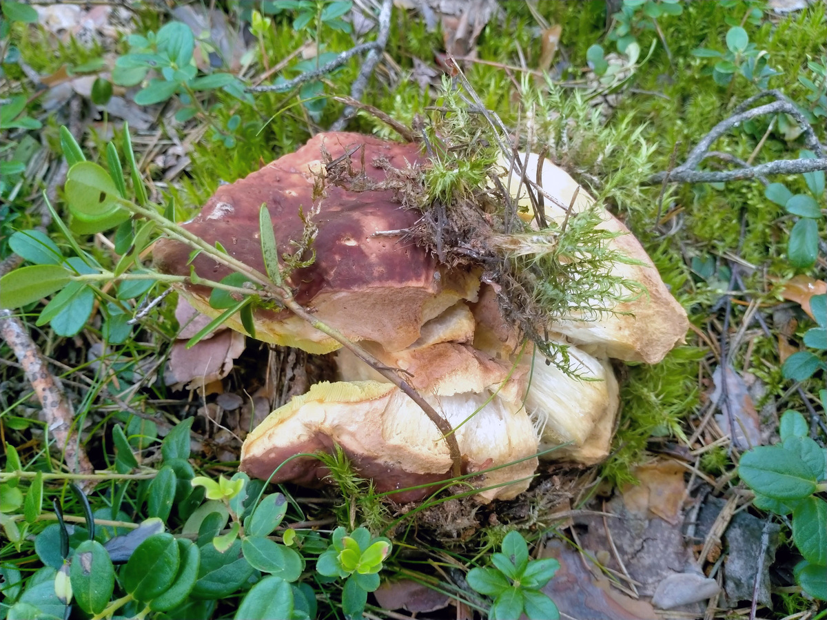 Большой белый гриб