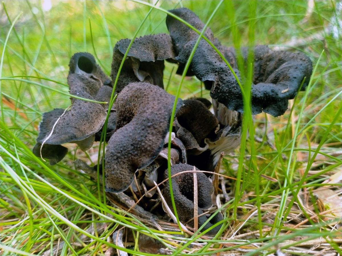 Черная лисичка во Владимирской области