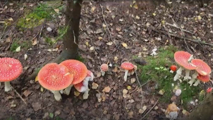 Поляна красных мухоморов