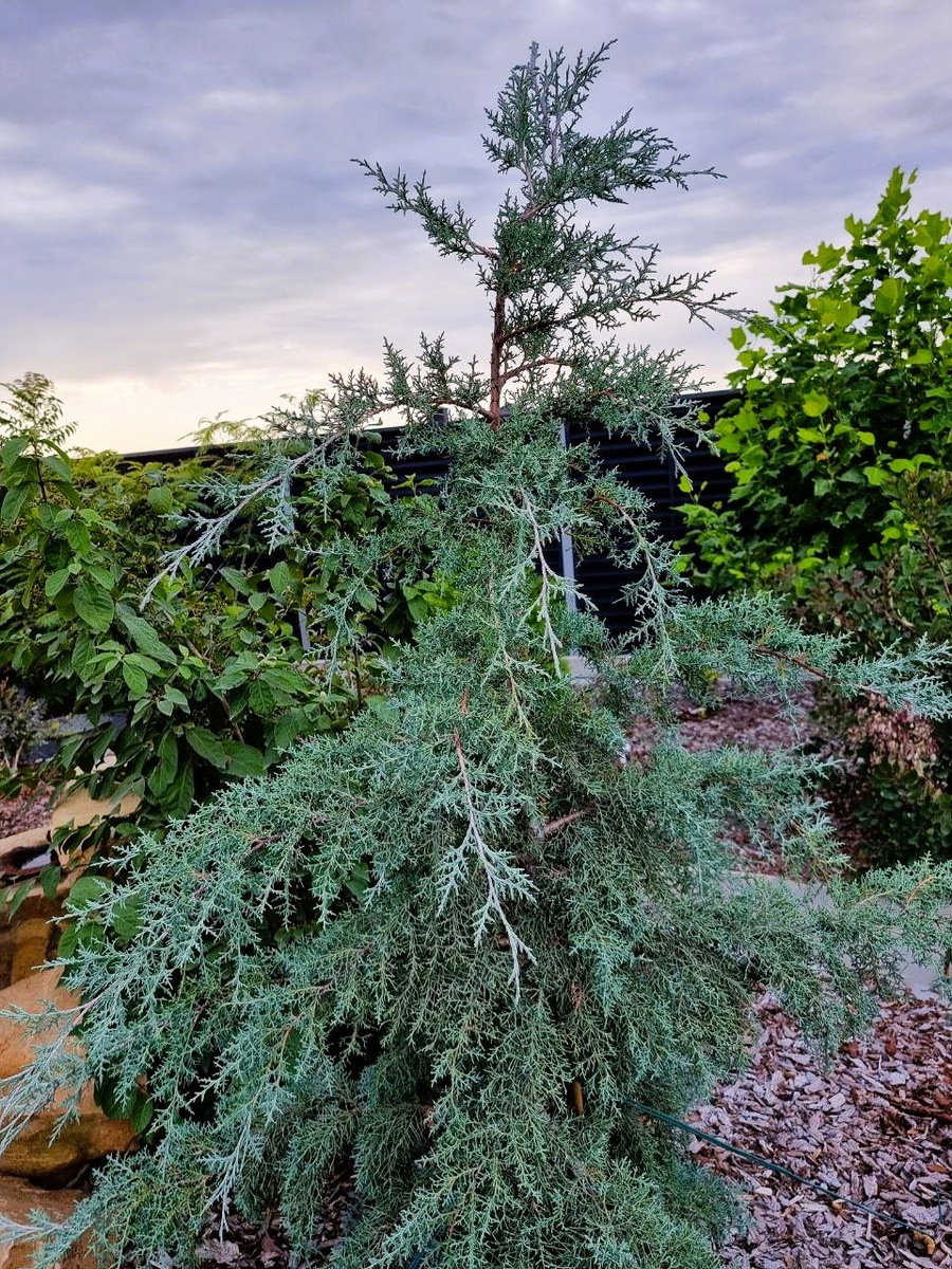 Кипарис 'Blue Ice' в моем саду. Анапа.