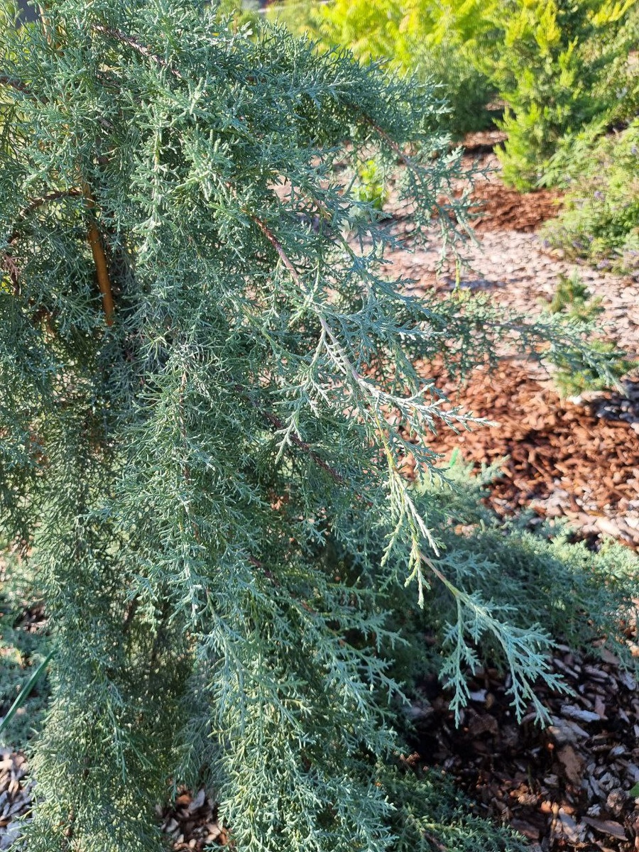 Хвоя у аризонских кипарисов ароматная, особенно если потереть в руках.