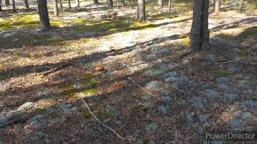 Боровой 🍄 ЛЕС Сказочный, порадовал Грибами , не ожидала