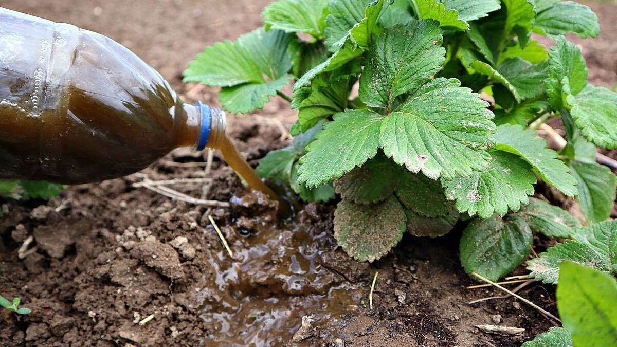 Подкормка клубники