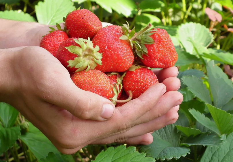 Отличная клубника