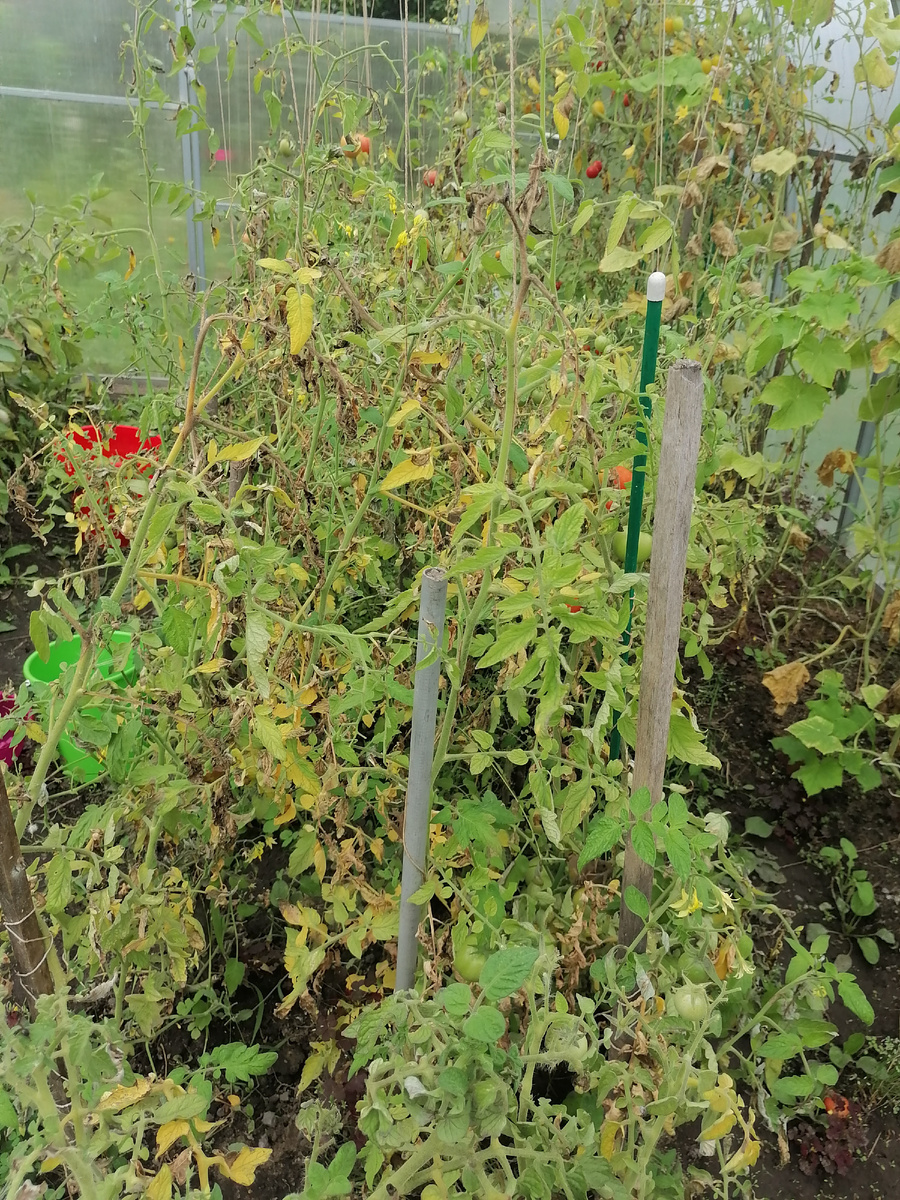 Вид у моих томатов совсем плачевный. 