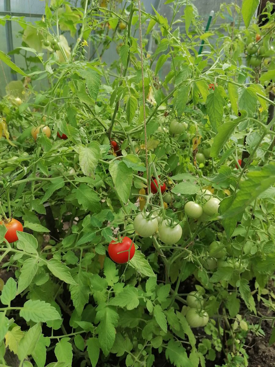 Земледелец