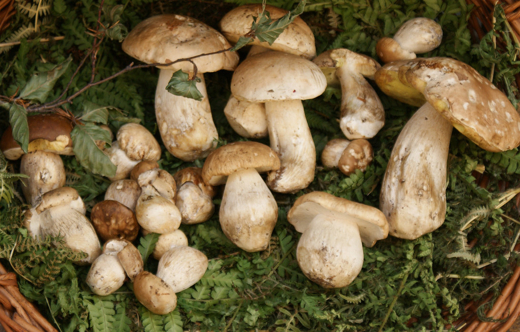 Фото: Hellebardius / Wordpress.org / openverse