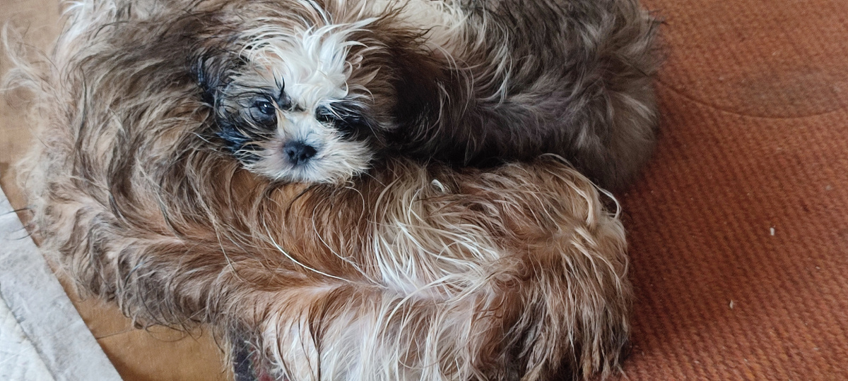 Нет! Это мы еще не мылись. Просто под дождичком гуляли!