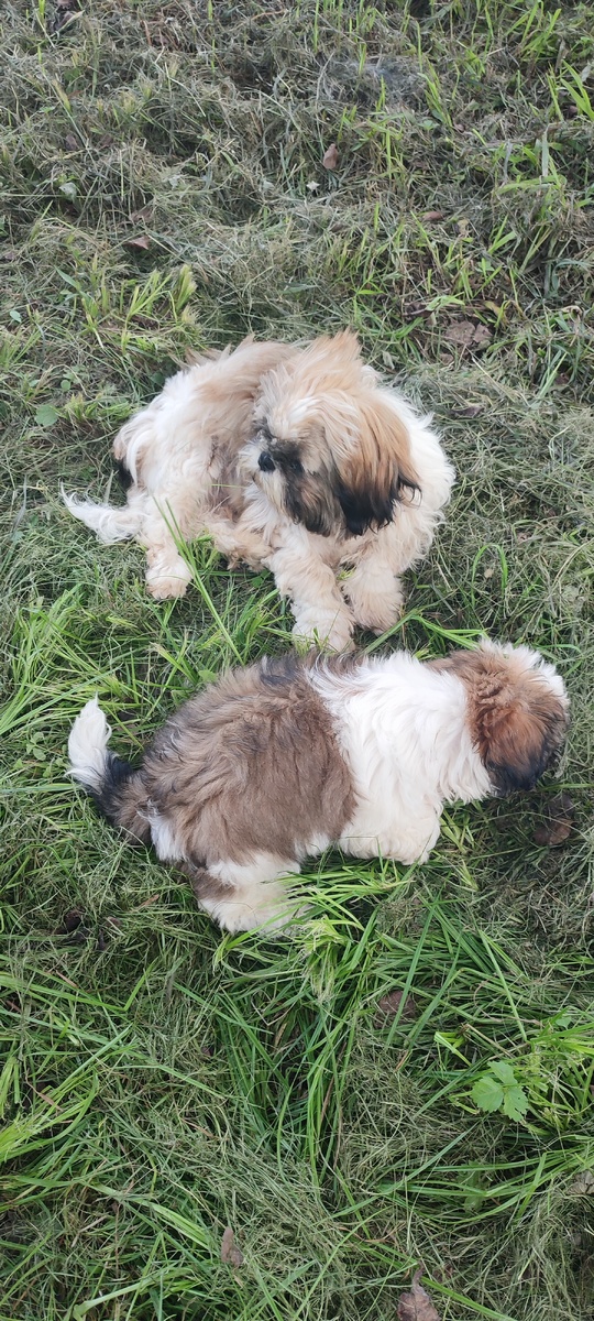 Это мы на свежескошенной травке отдыхаем