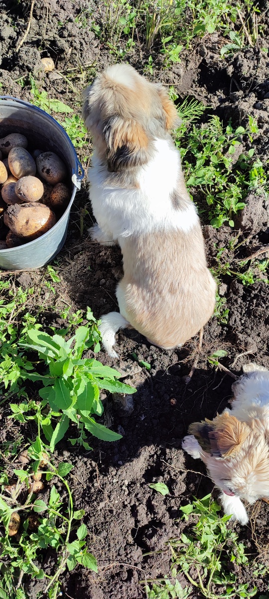 Помогаем маме копать картошку