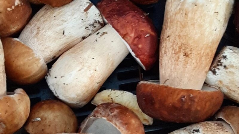     Грибы. altapress.ru