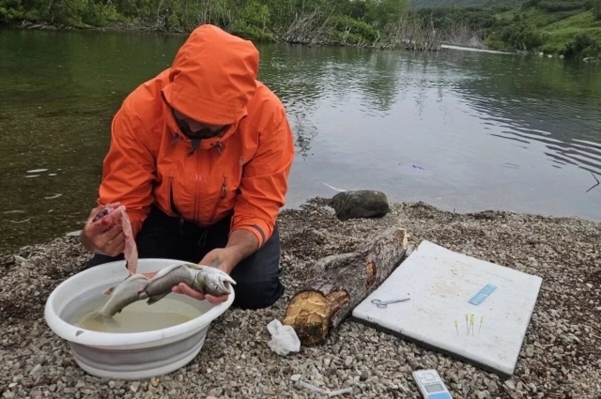    На Камчатке учёные исследуют процессы видообразования в горных озёрах