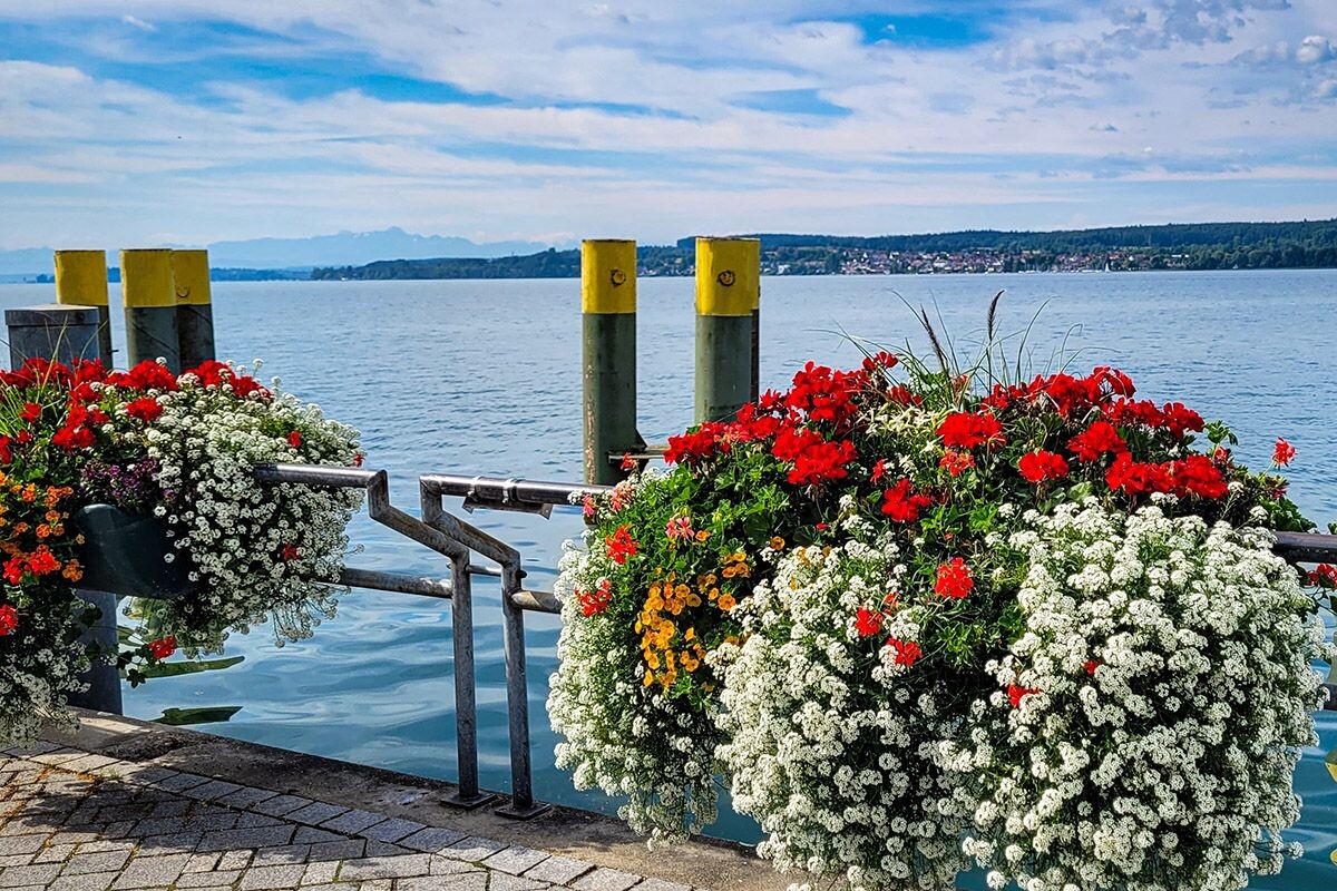 Из одного небольшого растения можно вырастить шар диаметром два метра и получить десятки новых цветов. Источник: Shutterstock📷
