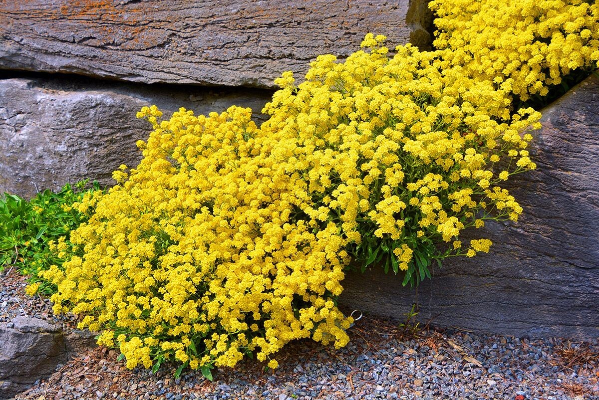 Alyssum saxatile. Источник: Shutterstock📷
