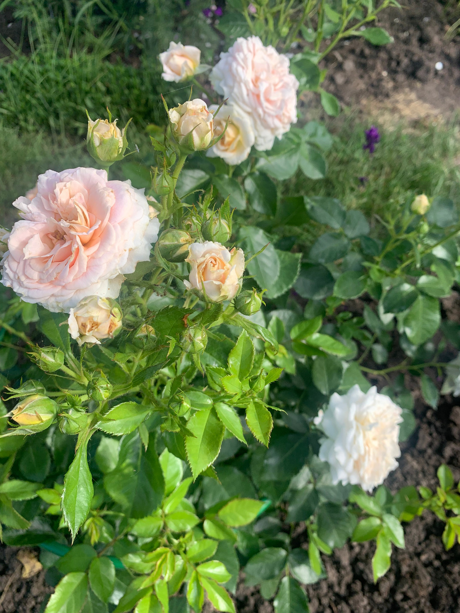 роза Кремоза, все фото автора.