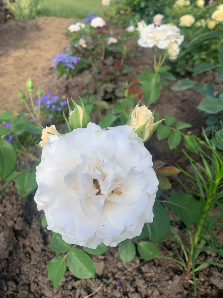 роза Пустиния, фото автора