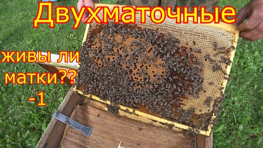 ДВУХМАТОЧНЫЕ! ЖИВЫ ли МАТКИ. Проверям маток после сезона!